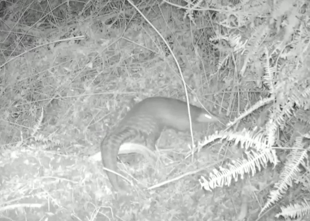 近20年來首次！河源新港保護區(qū)發(fā)現(xiàn)中華穿山甲