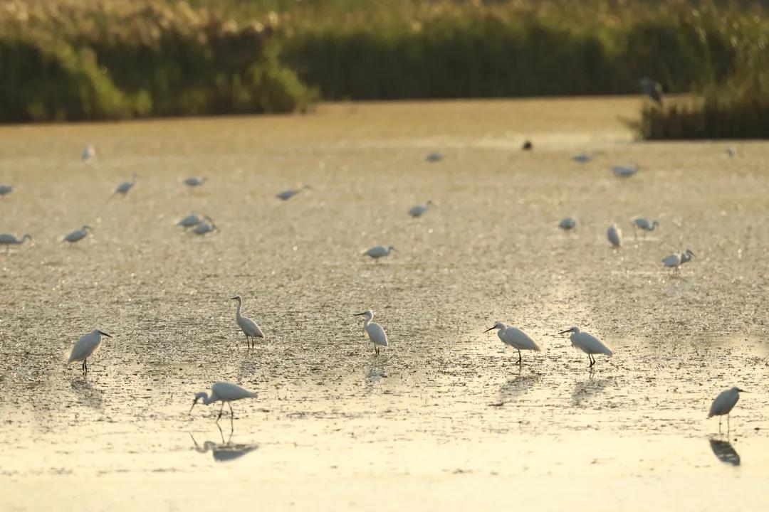 我國首次對保護(hù)濕地立法！將實行濕地面積總量管控