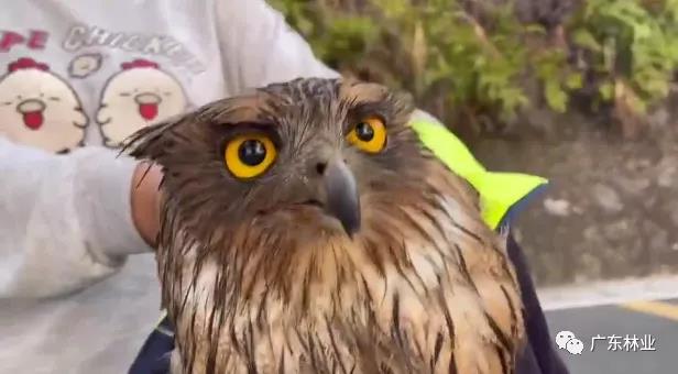 &ldquo;呆萌&rdquo;猛禽獲市民救助！深圳梧桐山發(fā)現(xiàn)&ldquo;小可愛&rdquo;