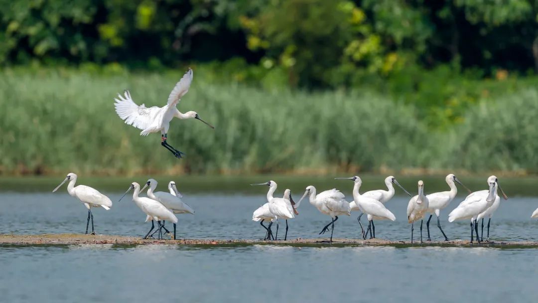國(guó)際生物多樣性日丨有多少野生動(dòng)植物安家廣東？速看我省物種保護(hù)最新動(dòng)態(tài)！