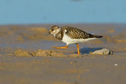 澳盾身邊的自然觀察&mdash;&mdash;鸻（h&eacute;ng）鷸(y&ugrave;)類混群