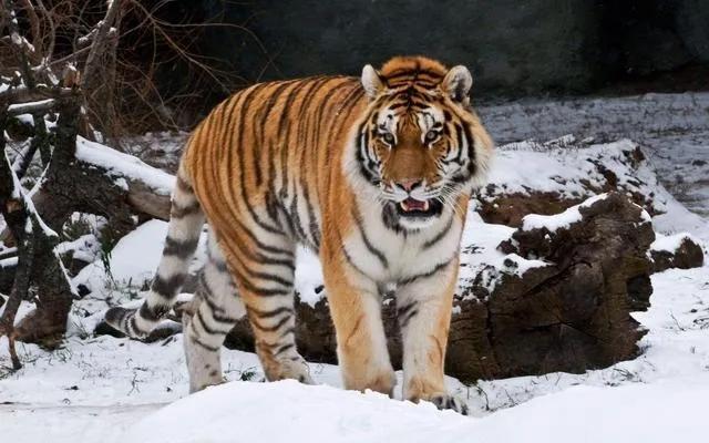 黑龍江太平溝保護區復壯東北虎獵物種群