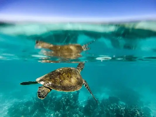 嶺南之南④丨探訪廣東&ldquo;海龜產房&rdquo;：小海龜破殼第一秒就面臨生死考驗！