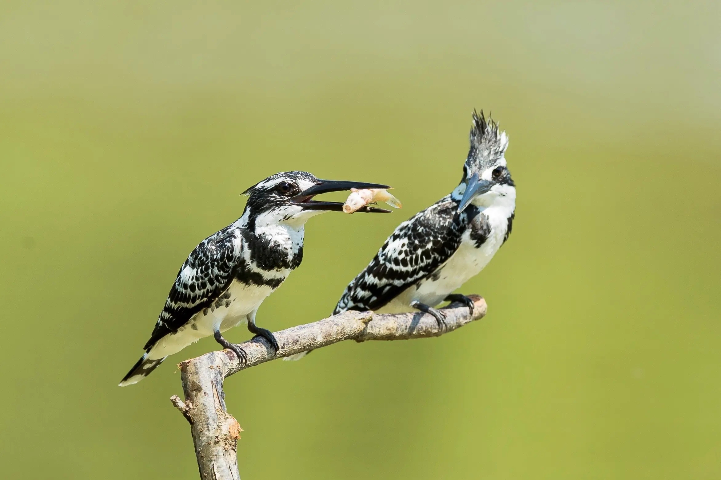 澳盾身邊的自然觀察&mdash;&mdash;斑魚狗