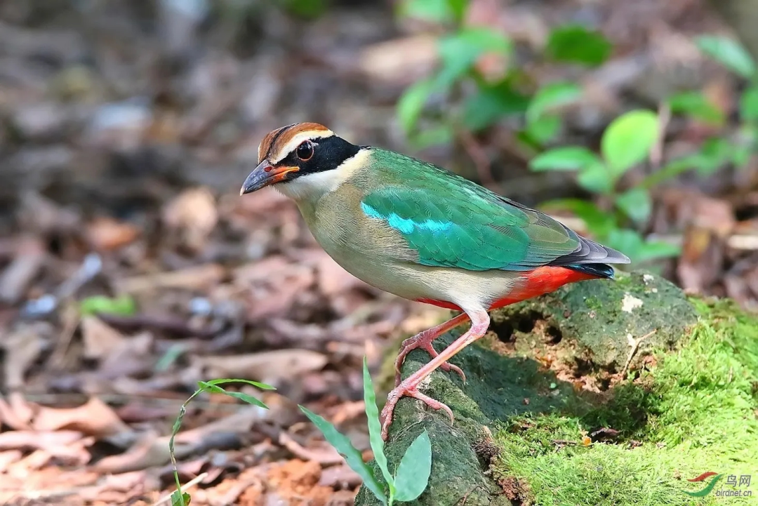 &ldquo;鳥中仙女&rdquo;現身！廣東這里首次發現